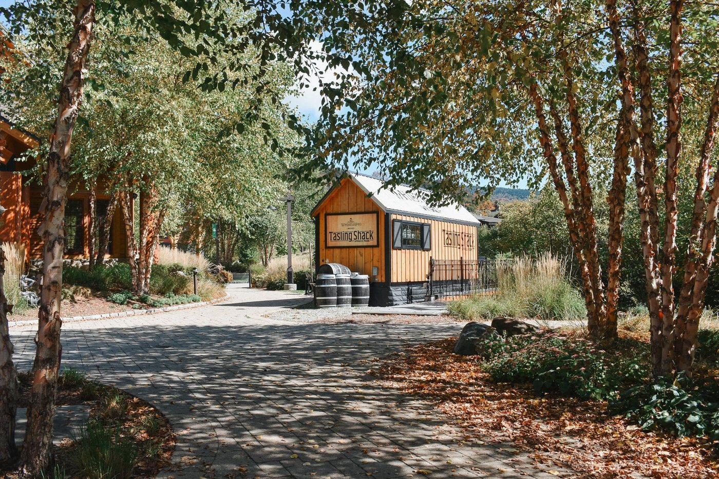 Tasting Shack among birch trees in fall